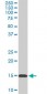 RPL36A Antibody (monoclonal) (M02)
